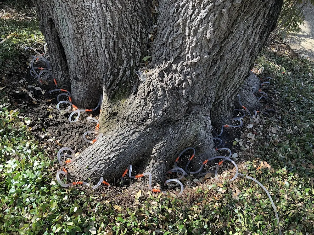Detailed Tree Cabling and Bracing job site in Fruitland Park