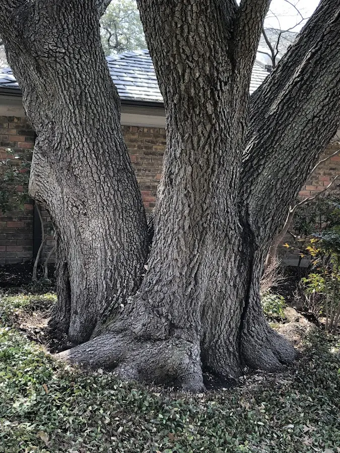 Mature heritage tree close to a Fruitland Park property cared for by certified arborists